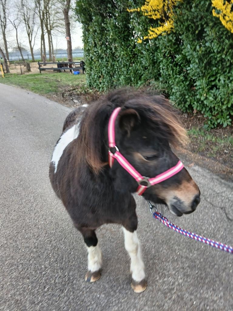 Lieve drachtige shetlander merrie, Dieren en Toebehoren, Pony's, Merrie, Niet van toepassing, A pony (tot 1.17m), Recreatiepony