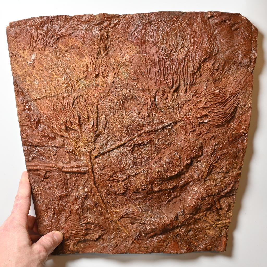 Fossiel Zeelelie Siluur Marokko Scyphocrinites Trilobiet, Verzamelen, Mineralen en Fossielen, Fossiel, Ophalen of Verzenden