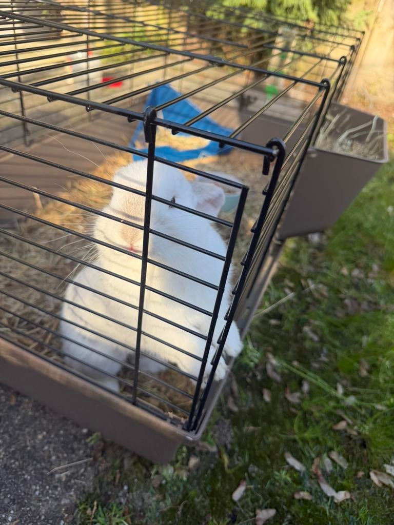 Konijntje en toebehoren, Ophalen of Verzenden, Zo goed als nieuw, Metaal, Vogelkooi