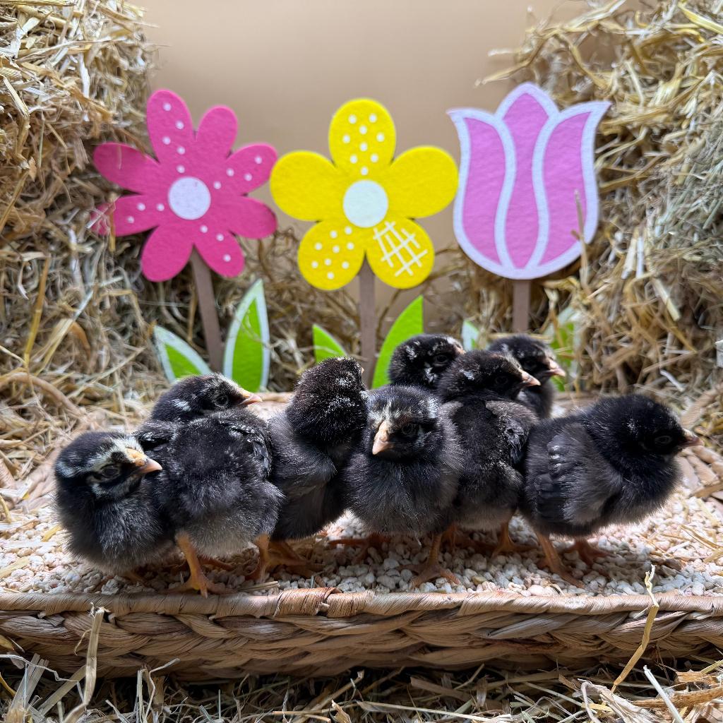 Jonge tamme Amrock kriel kuikens gesekst en ingeënt