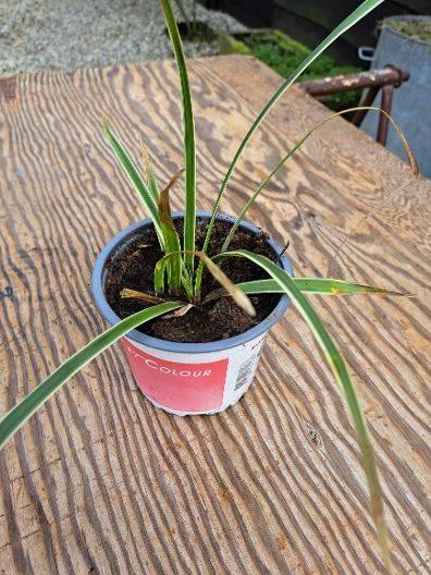 Japanse Zegge of Carex morrowii, Vaste plant, Siergrassen, Ophalen of Verzenden, Halfschaduw