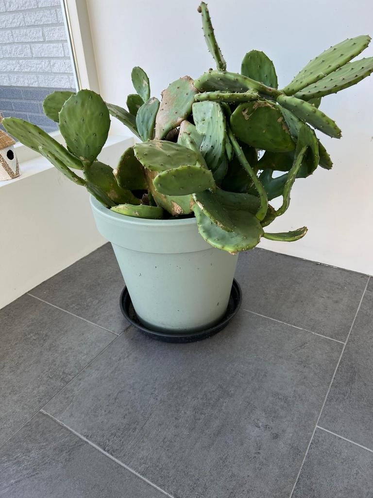 Grote cactus met pot, Ophalen of Verzenden, Overige soorten, Volle zon
