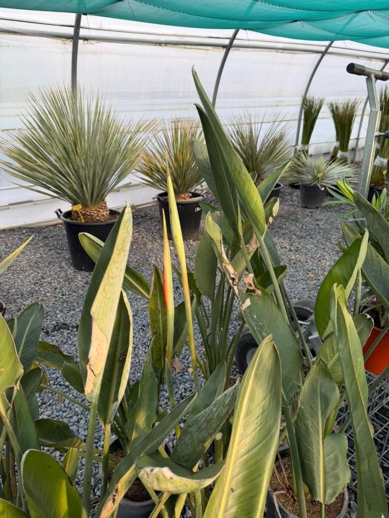 Strelitzia reginae paradijs vogelbloem, Ophalen, Volle zon, Overige soorten