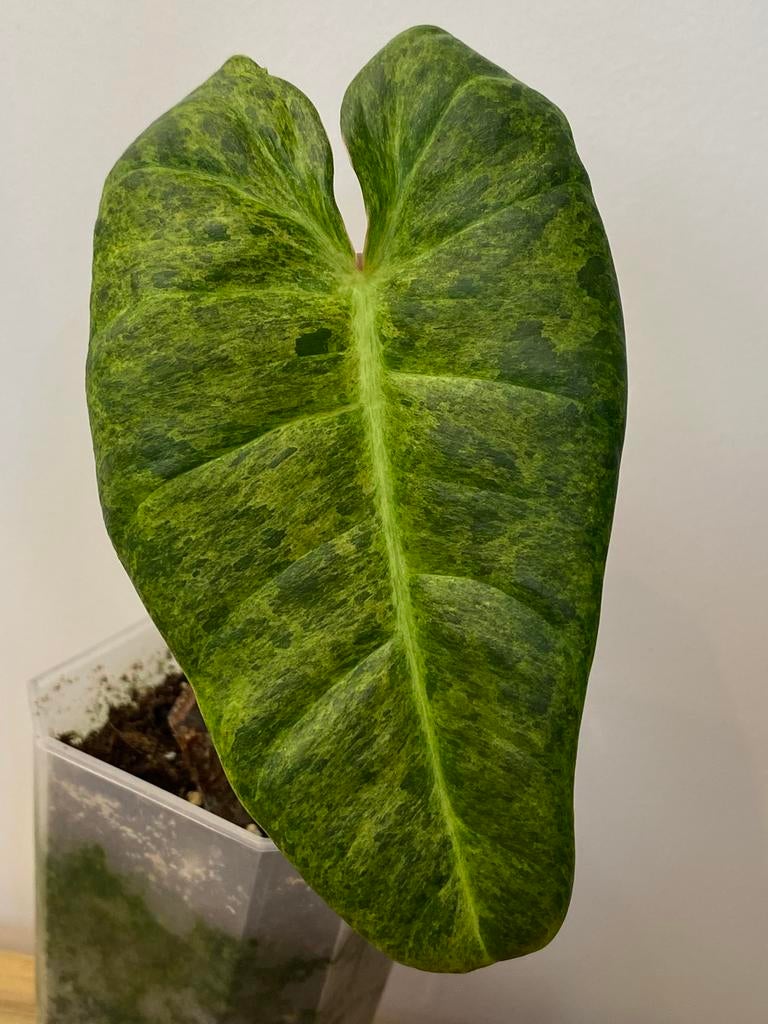 Philodendron El Choco Red x Billietiae Marble Variegata, Huis en Inrichting, Kamerplanten, Ophalen of Verzenden, Halfschaduw, Minder dan 100 cm