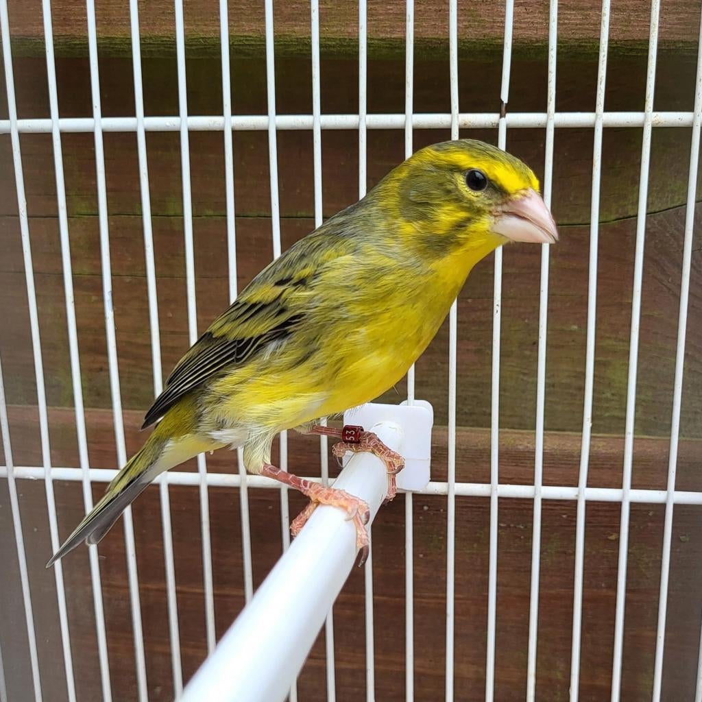 Timbrado x Zwavelgele Dikbekcini, Dieren en Toebehoren, Mannelijk, Wildzangvogel, Geringd