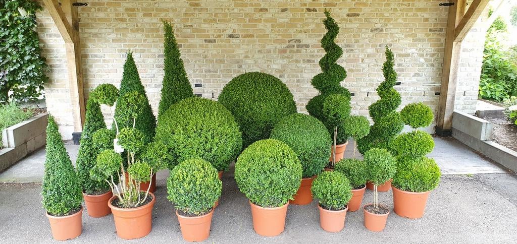 Buxus vormen, Volle zon, Ophalen, Overige soorten, Bloeit niet