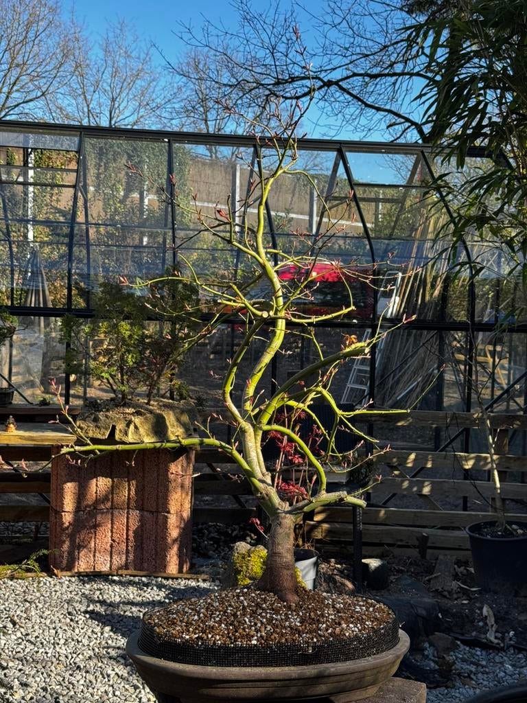 Bonsai Acer Palmatum, Ophalen, Bloeit niet, Halfschaduw, Overige soorten