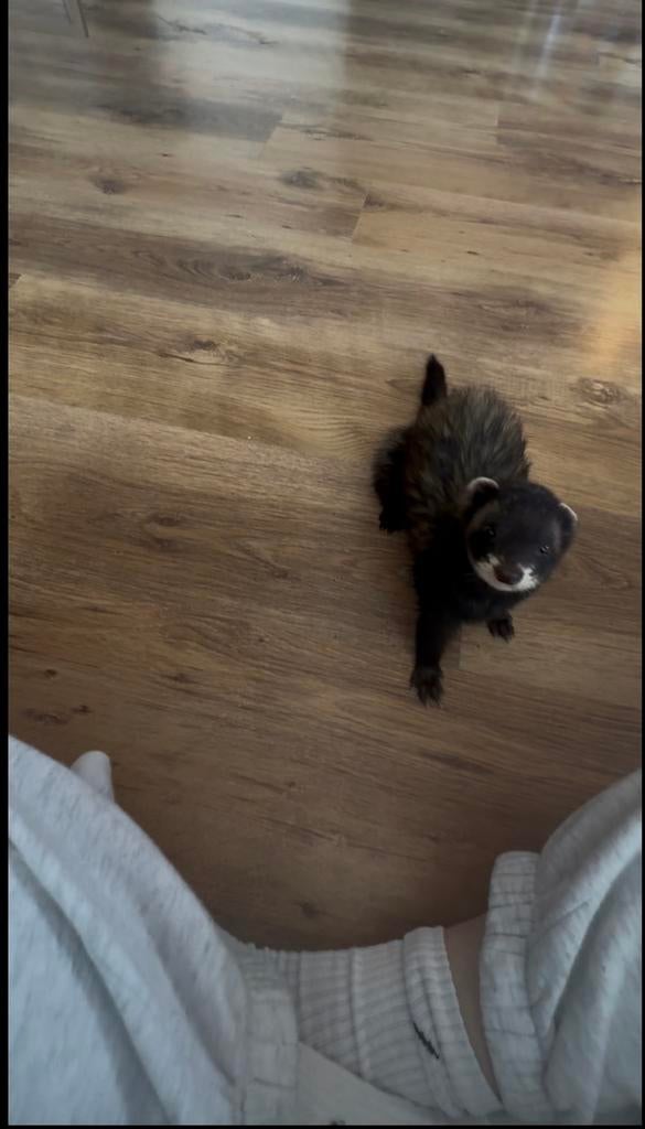 Fret, Dieren en Toebehoren, Overige Dieren, Vrouwelijk, April