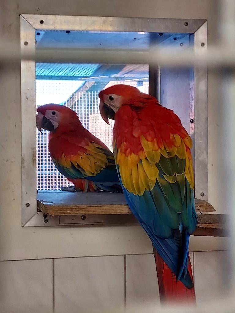 1-0 Ara macao / Geelvleugel ara / Helroter ara, Mannelijk, Papegaai