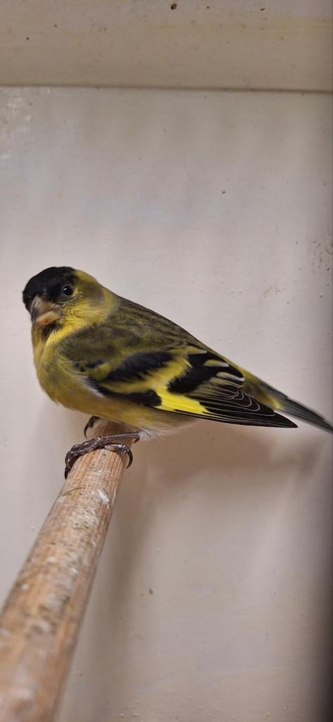 Mooi koppeltje Baardsijsen onverwant en geringd 2025 zitten, Meerdere dieren, Tropenvogel, Geringd