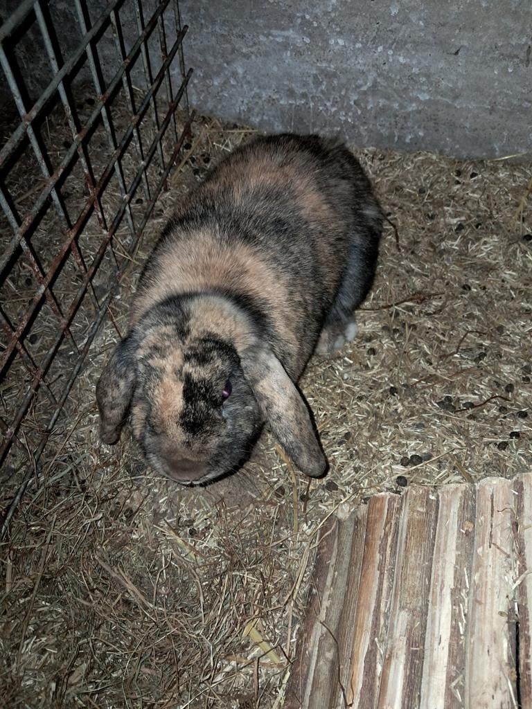 Mooie Gecastreerde rammelaar, Mannelijk, Klein, Hangoor, 0 tot 2 jaar