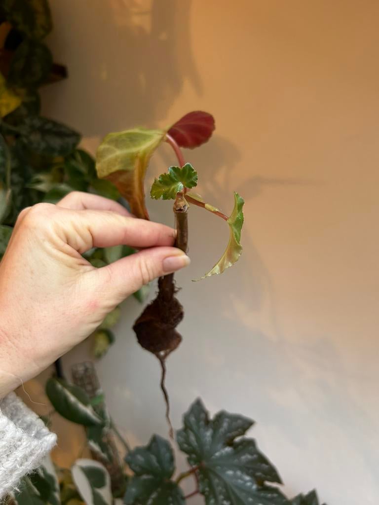 Begonia grey feather stekken, zie advertentie, Ophalen of Verzenden, Halfschaduw, Minder dan 100 cm