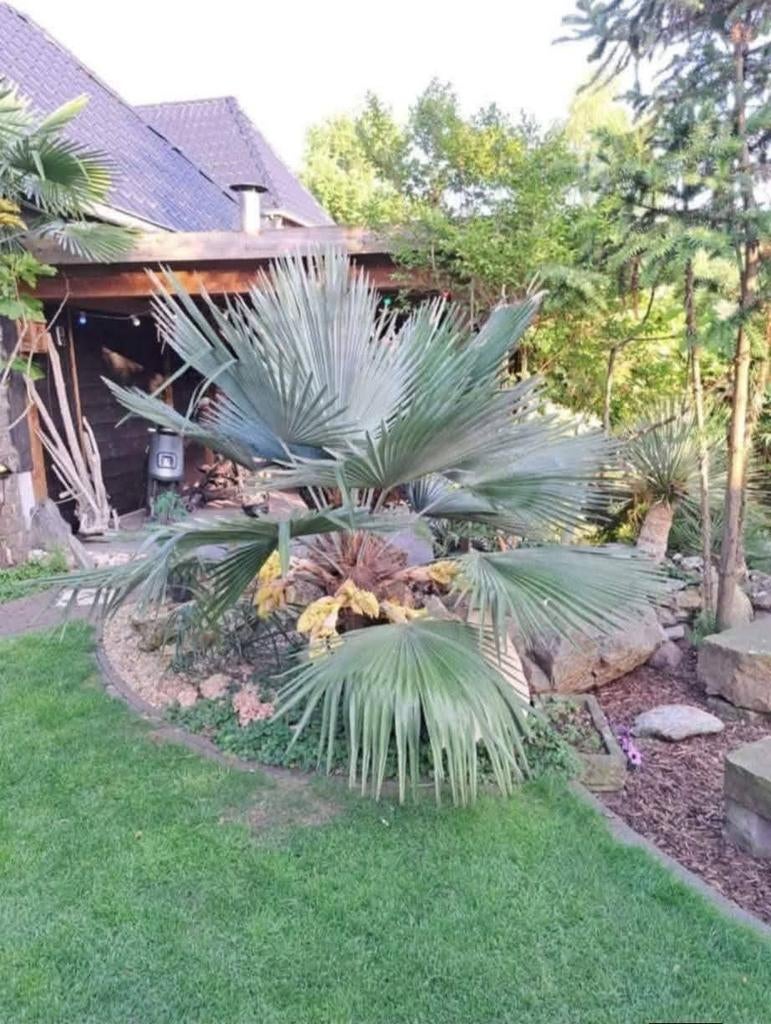 Trachycarpus princeps zaailingen, Volle zon, Minder dan 100 cm, Zomer, Overige soorten