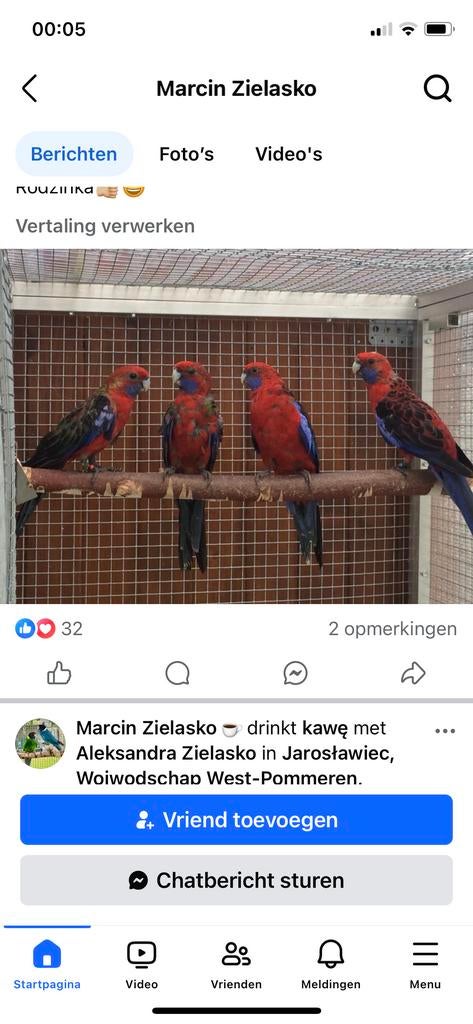 Gevraagd 1-1 pennant wildkleur, Meerdere dieren, Parkiet