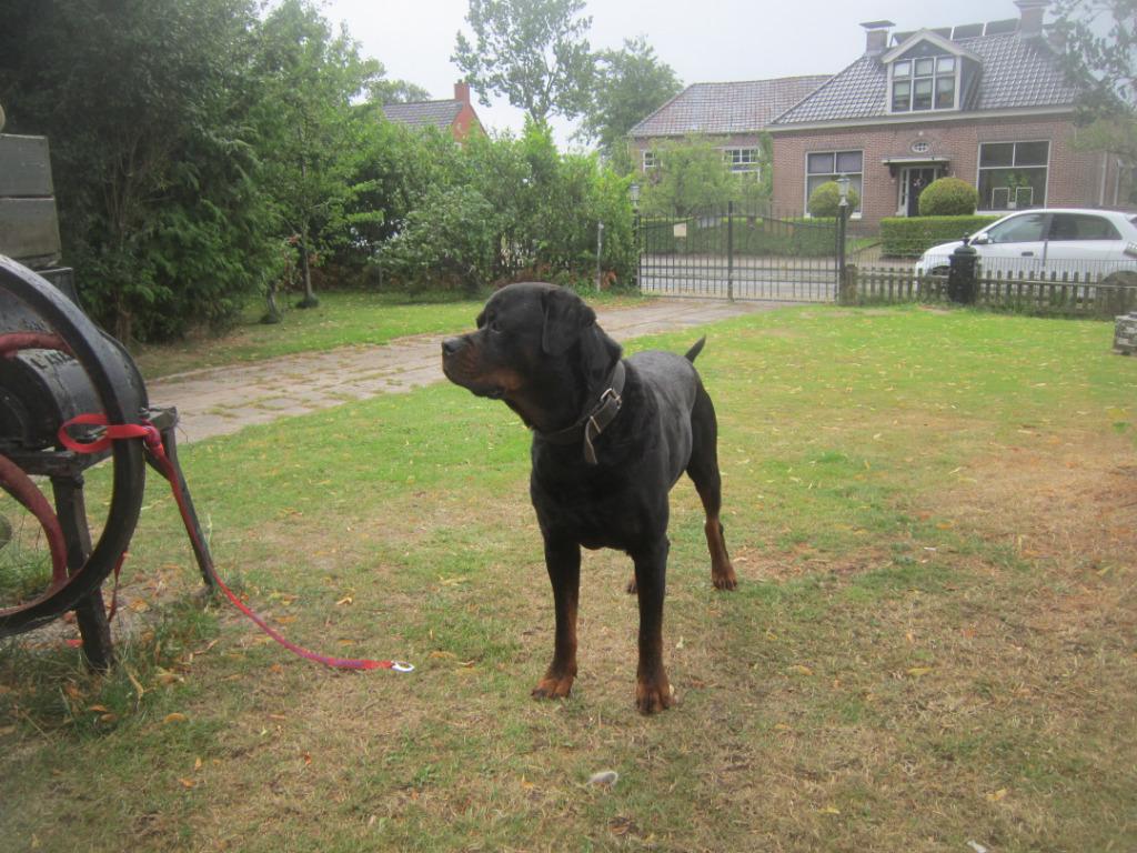 STAAT TER DEKKING KERNGEZONDE ROTTWEILLER DEK REU! ! !, Reu, Parvo, Eén hond, 3 tot 5 jaar