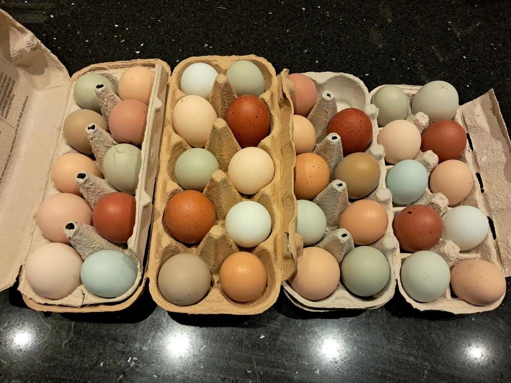 Broedeieren kleurlegger / groenlegger 🐣🌈, Dieren en Toebehoren, Pluimvee, Meerdere dieren, Kip