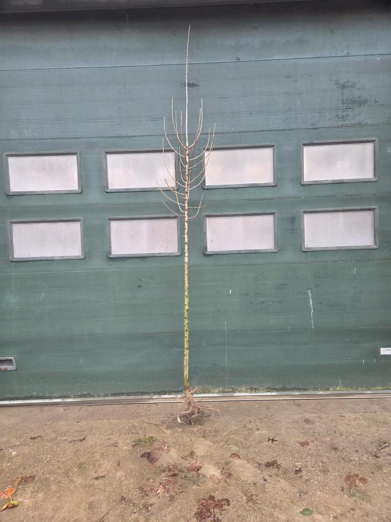Sierpeer ‘Beech Hill’ 2m hoog, Tuin en Terras, Planten | Bomen, Ophalen, Overige soorten, 250 tot 400 cm