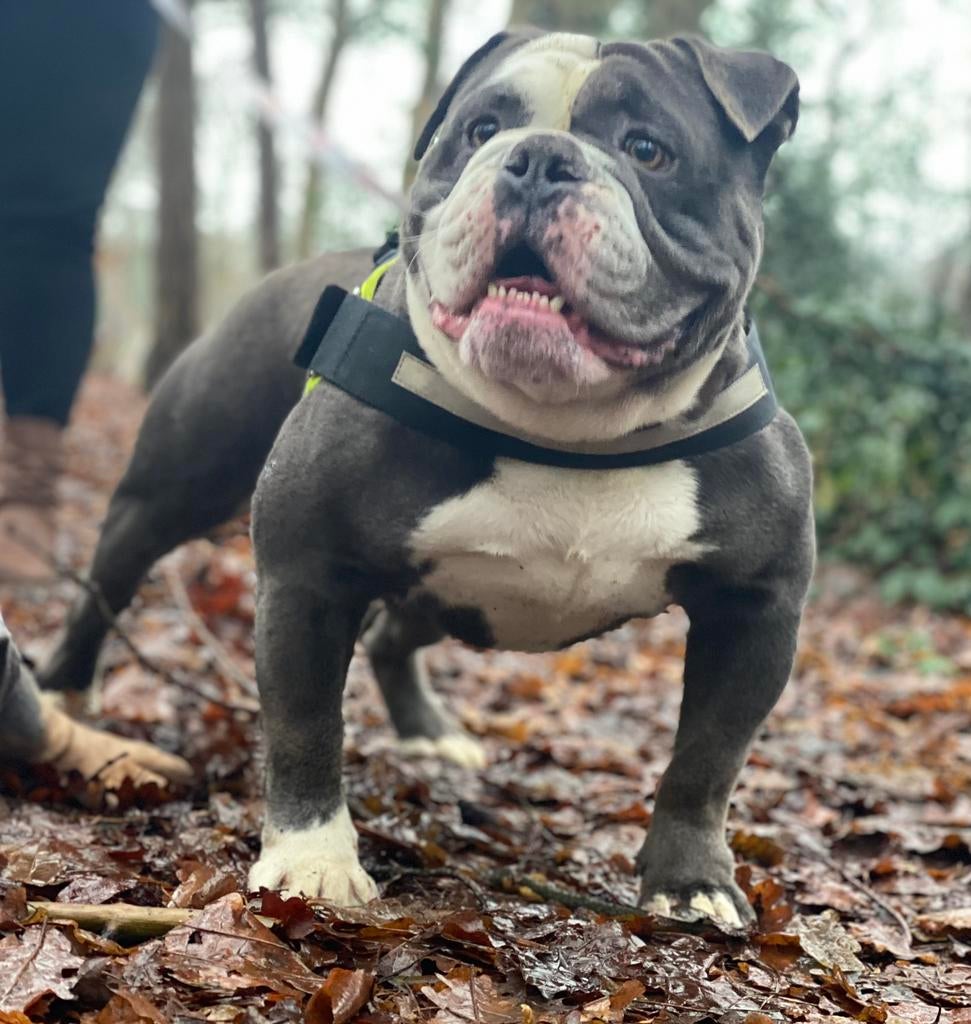 Old english bulldog dekreu, 6 jaar of ouder, Reu, Parvo, Bulldog
