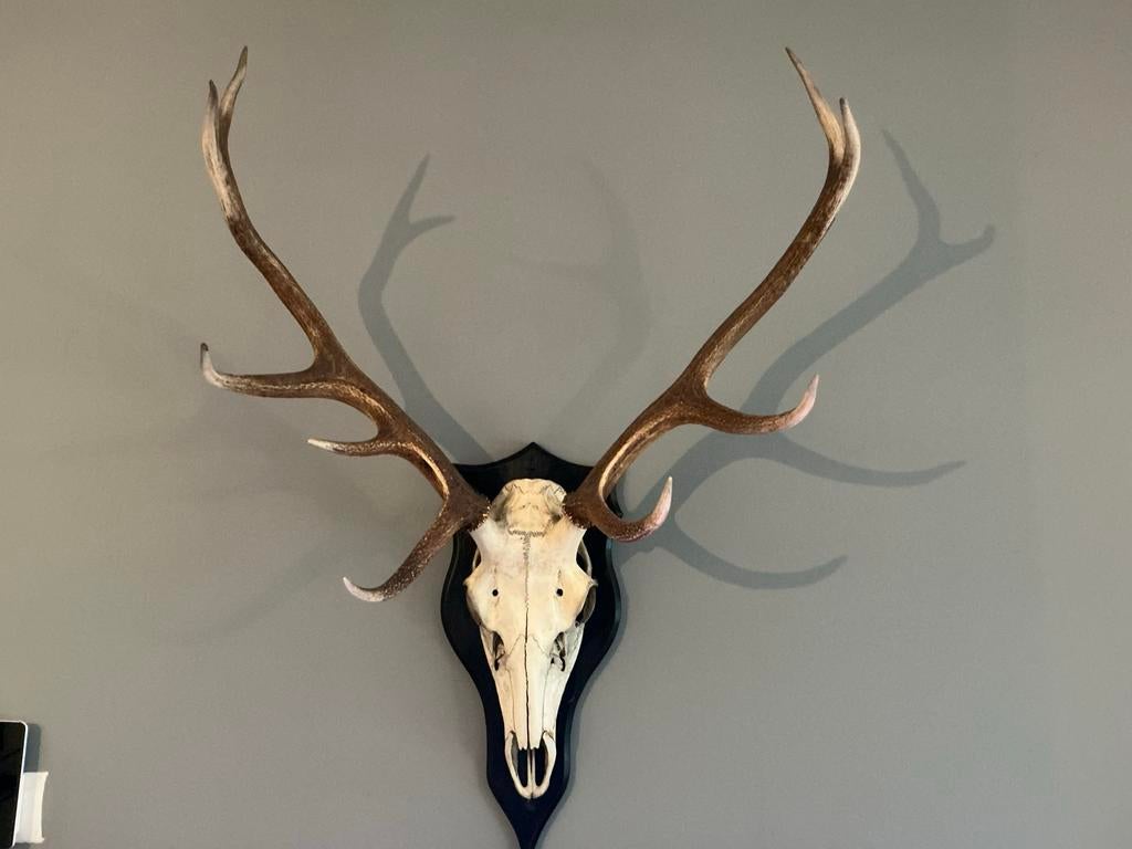 Ongelijke 10 ender schedel met gewei edelhert op wandplaat., Ophalen of Verzenden, Zo goed als nieuw, Hert, Gewei of Kop