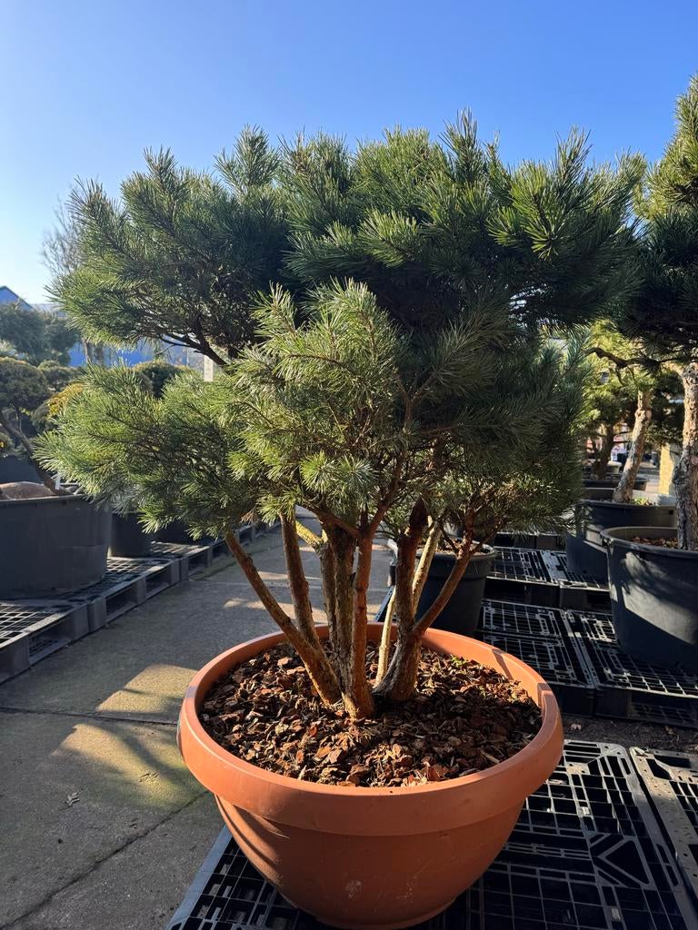 Unieke Meerstammige Pinus Sylvestris 'Watereri' 45 jaar, Bloeit niet, Overige soorten, 250 tot 400 cm, Ophalen