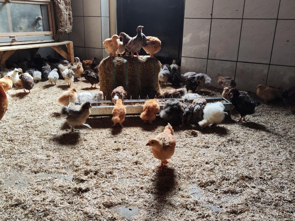 Jonge gesekst kuikens en hennen verschillende kippen rassen