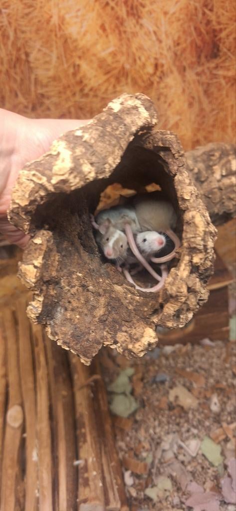 Mega schattige kleurmuizen, Dieren en Toebehoren, Knaagdieren, Muis, Januari, Meerdere dieren, Tam