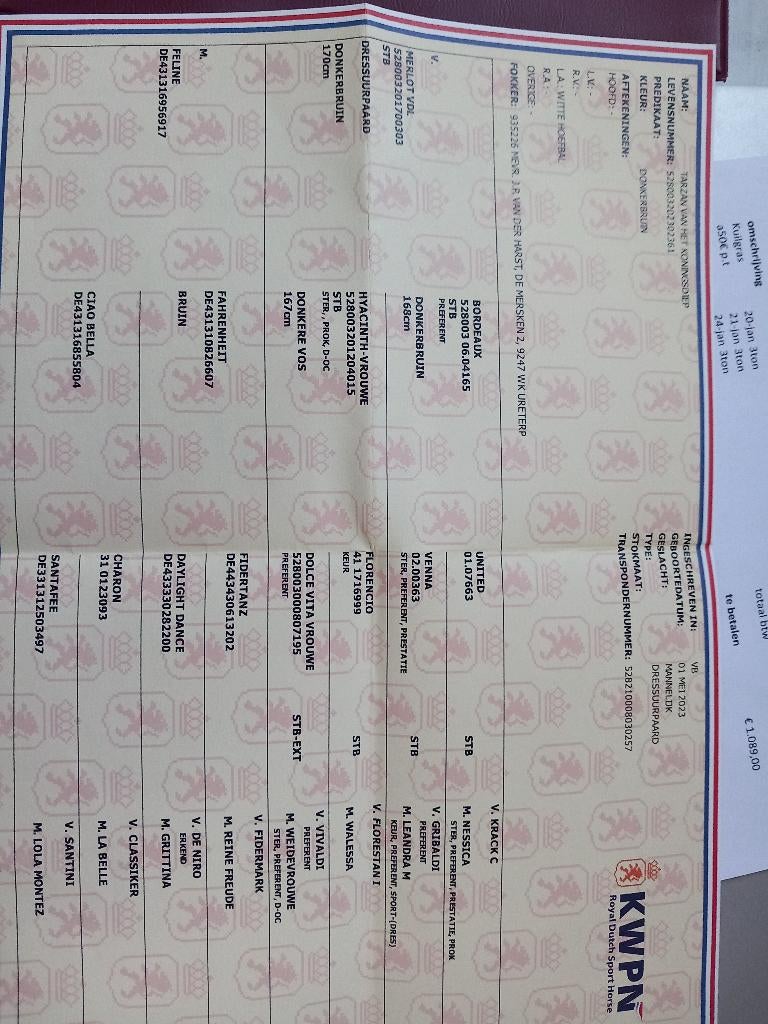 Meerdere jonge paarden te koop, Met stamboom, Ruin, Dressuurpaard, Onbeleerd