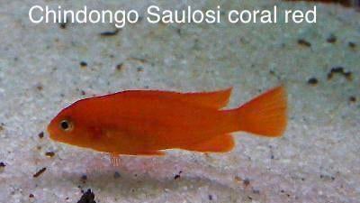 Chindongo saulosi coral red ( malawi cichlide ), Vis
