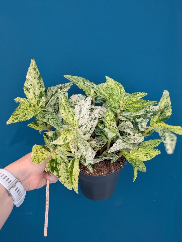 Pellionia Repens variegata stek, Huis en Inrichting, Kamerplanten, Ophalen of Verzenden, Halfschaduw, Minder dan 100 cm