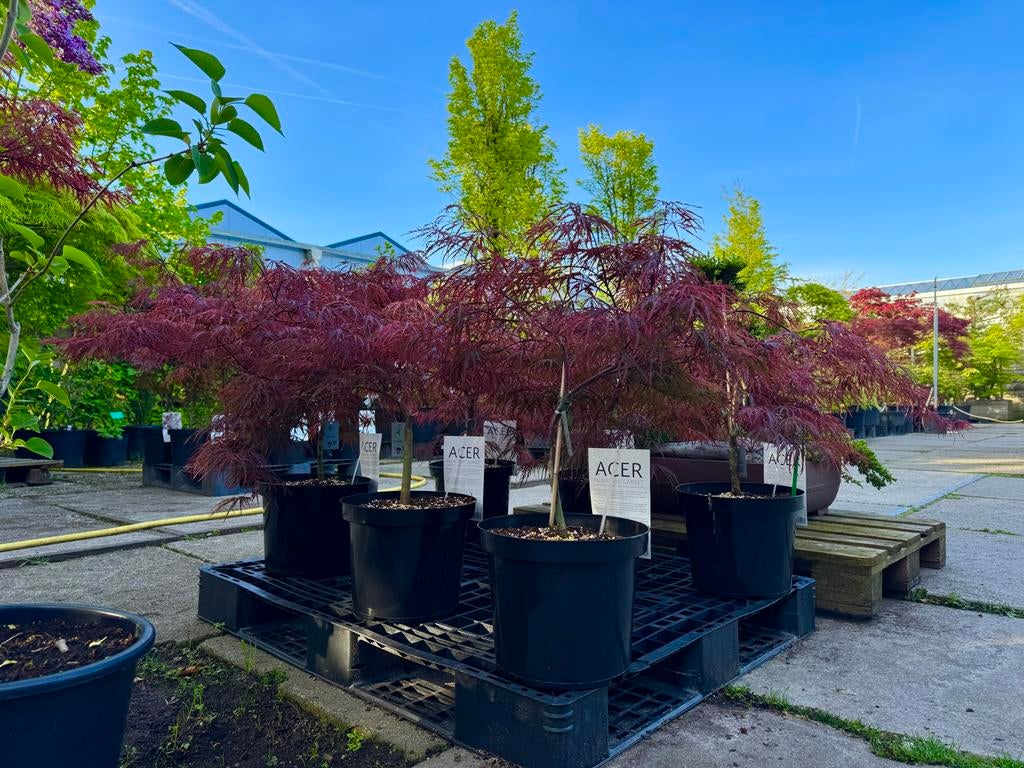 Japanse Esdoorns - 3 halen, 2 betalen!, Bloeit niet, Halfschaduw, Overige soorten, Minder dan 100 cm