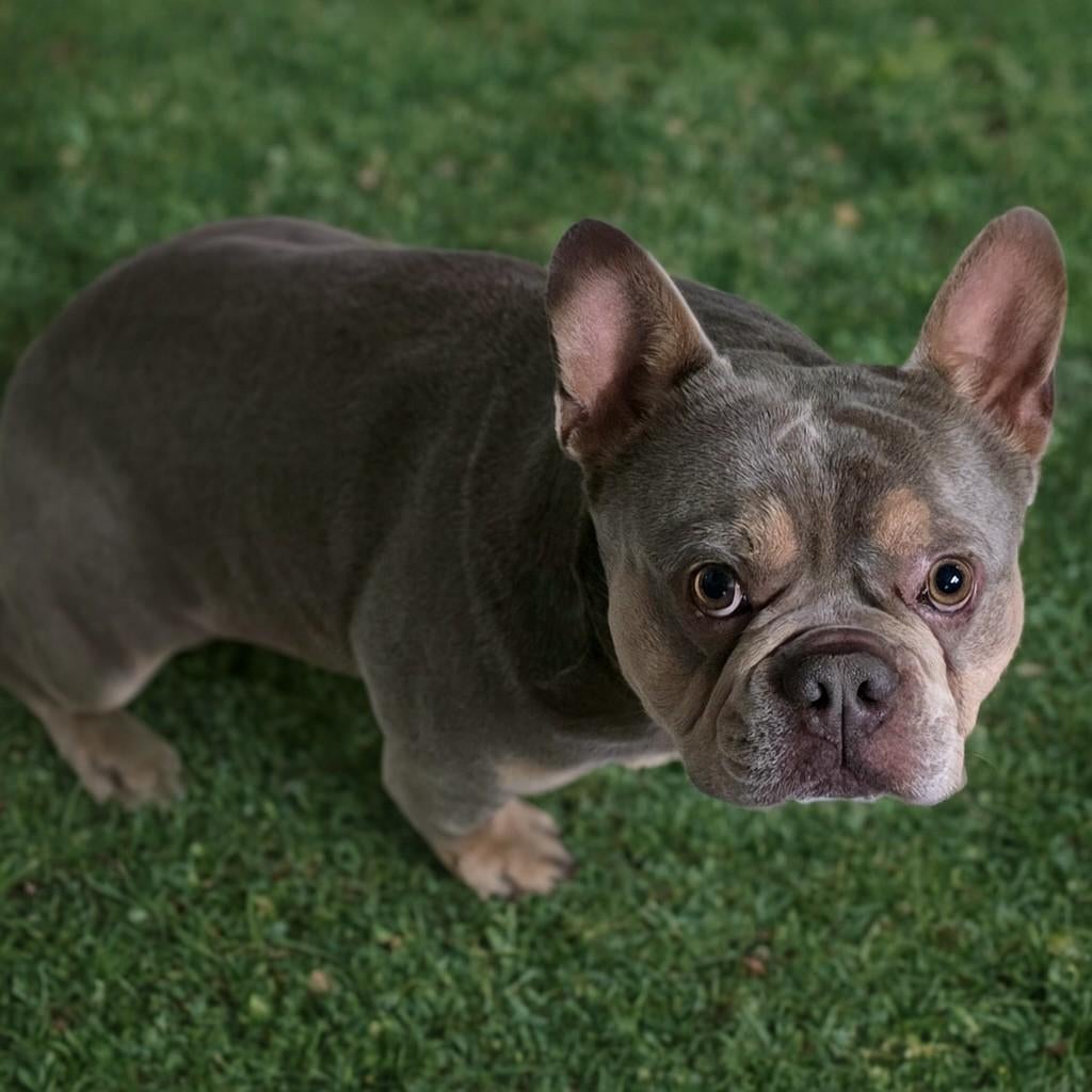 😍 Super gave isabella cherrytan dekreu Junior 😍, Particulier, Reu, Buitenland, Parvo