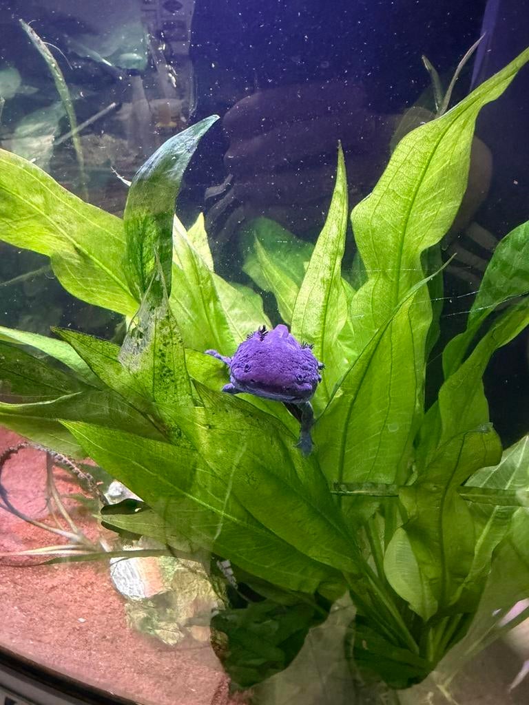 2 mooie axolotl’s, Dieren en Toebehoren, Vissen | Aquariumvissen, Vis