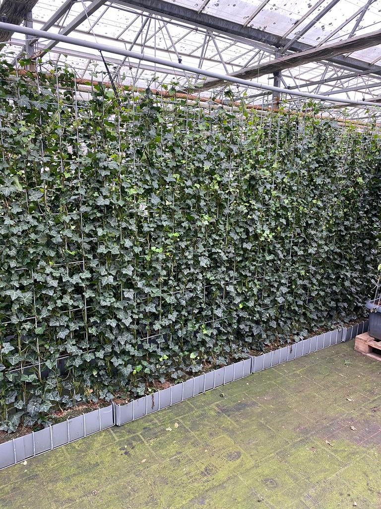 Hedera kant en klaar groenblijvende hagen 120x180 120x150 cm