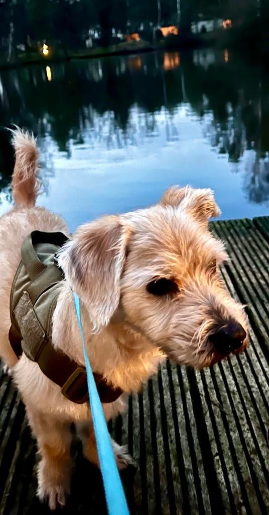 Gezocht oppas voor onze boomer Boedha, Dieren en Toebehoren, Juni, Mannelijk