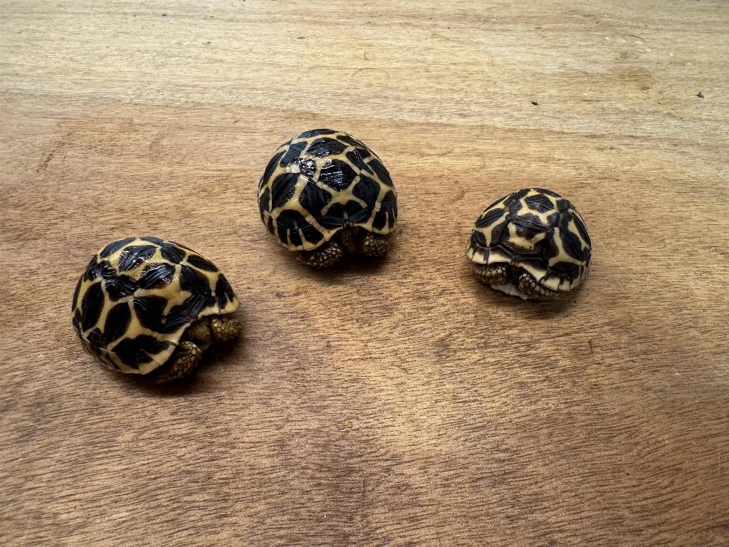 Geochelone Elegans Sterschildpad eigen nakweek, Dieren en Toebehoren, Reptielen en Amfibieën, Schildpad, 0 tot 2 jaar