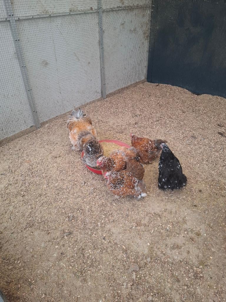 Broedeieren van de cochin kriel krul x gladvederig, Dieren en Toebehoren, Meerdere dieren, Kip