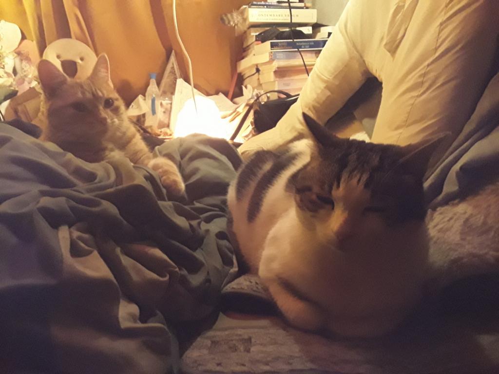 Boerderij ,Poesje 1,5 j THUIS alleen Buiten ,!! MAASTRICHT, Poes