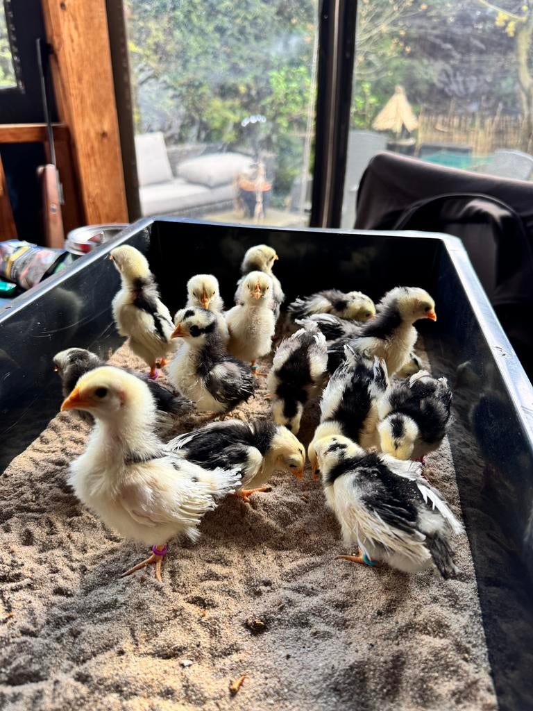 Serama zijdeveer kuikens, Dieren en Toebehoren, Geslacht onbekend, Kip