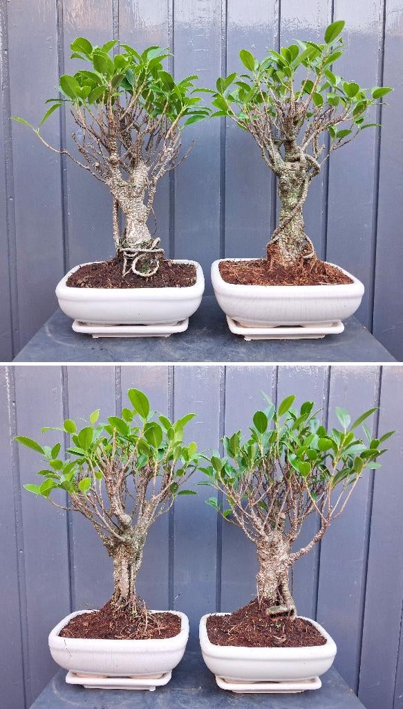 3 Bonsai Ficus Jubara- 26 cm Hoog, In pot, Bloeit niet, Halfschaduw, Minder dan 100 cm