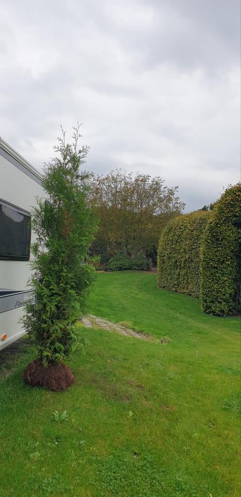 Thuja Brabant Conifeer 2.5 mtr - Ideaal voor mooie hagen, Tuin en Terras, Overige soorten, Volle zon, Vaste plant, Ophalen of Verzenden
