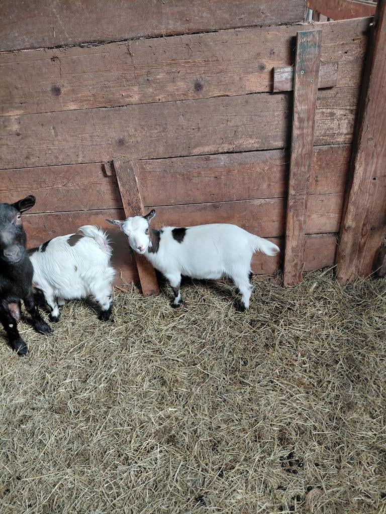 Te koop jong dwerggeitje hoornloos, Dieren en Toebehoren, Vrouwelijk, Geit, 0 tot 2 jaar
