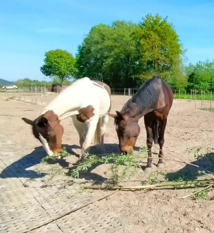 Paddock Browsing Paradise heeft een plek beschikbaar, Dieren en Toebehoren