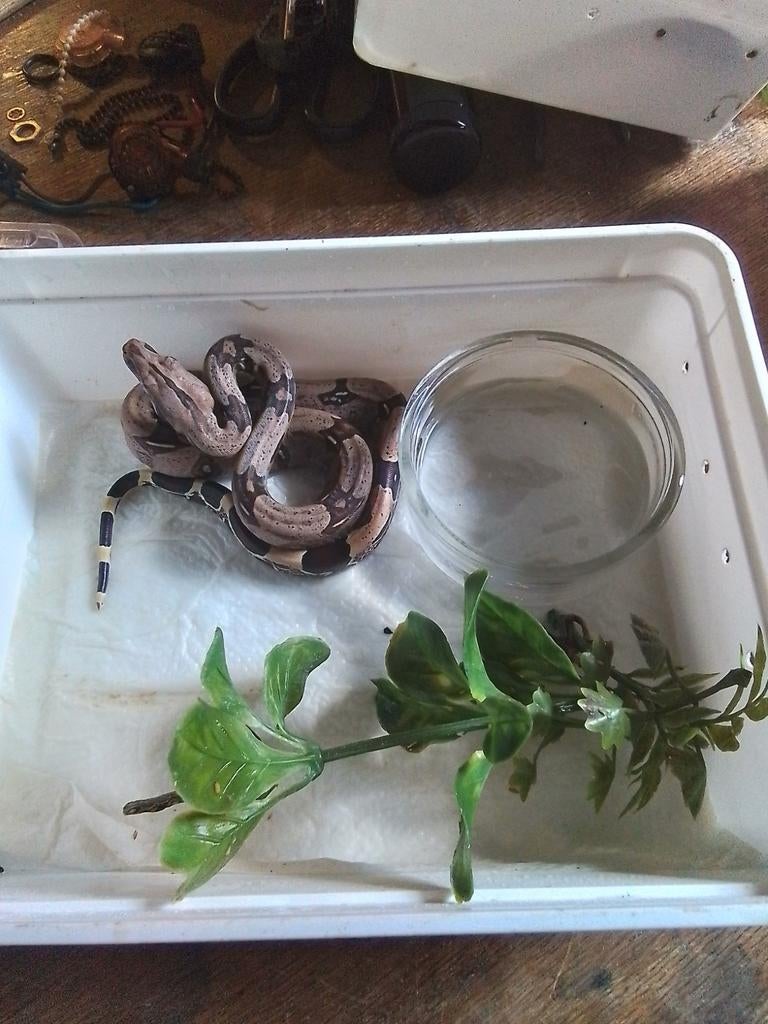 Koppel Frans Guyana roodstaart boa constrictors, Dieren en Toebehoren, Ophalen, Nieuw, Overige typen