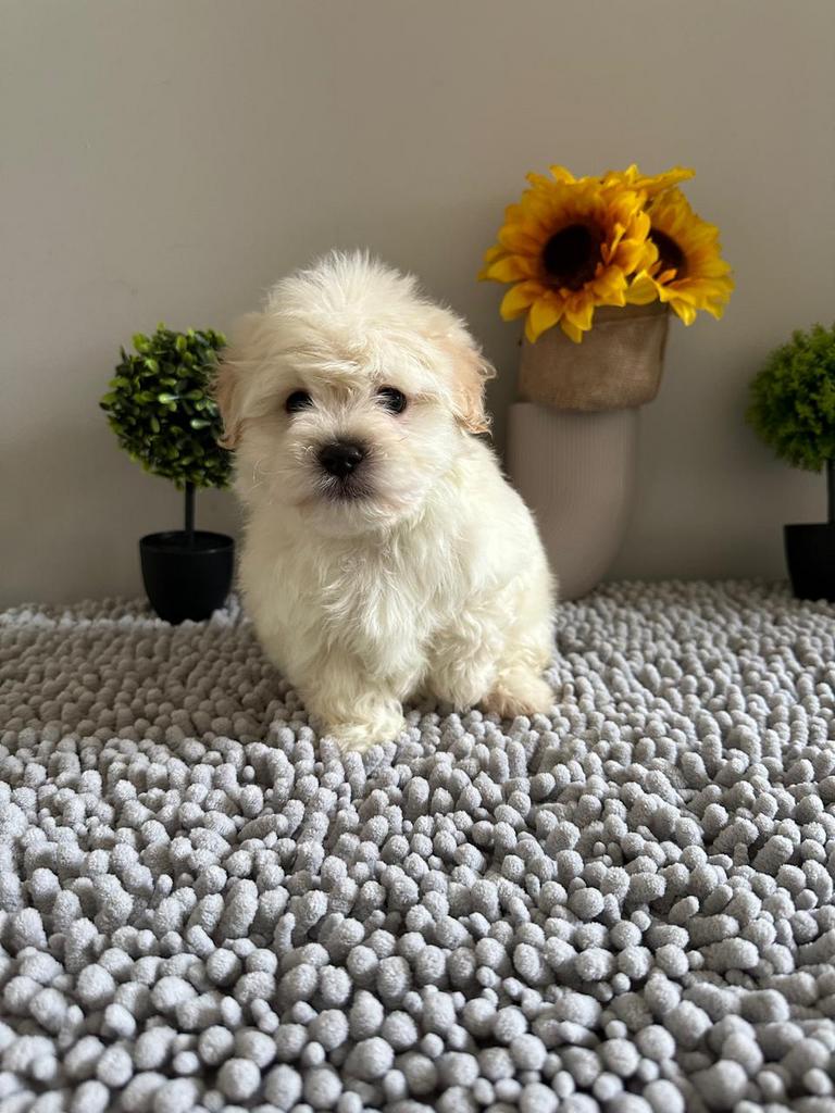 Te koop puppy Maltipoo, 15 weken tot 1 jaar, Overige rassen, Teef, Parvo