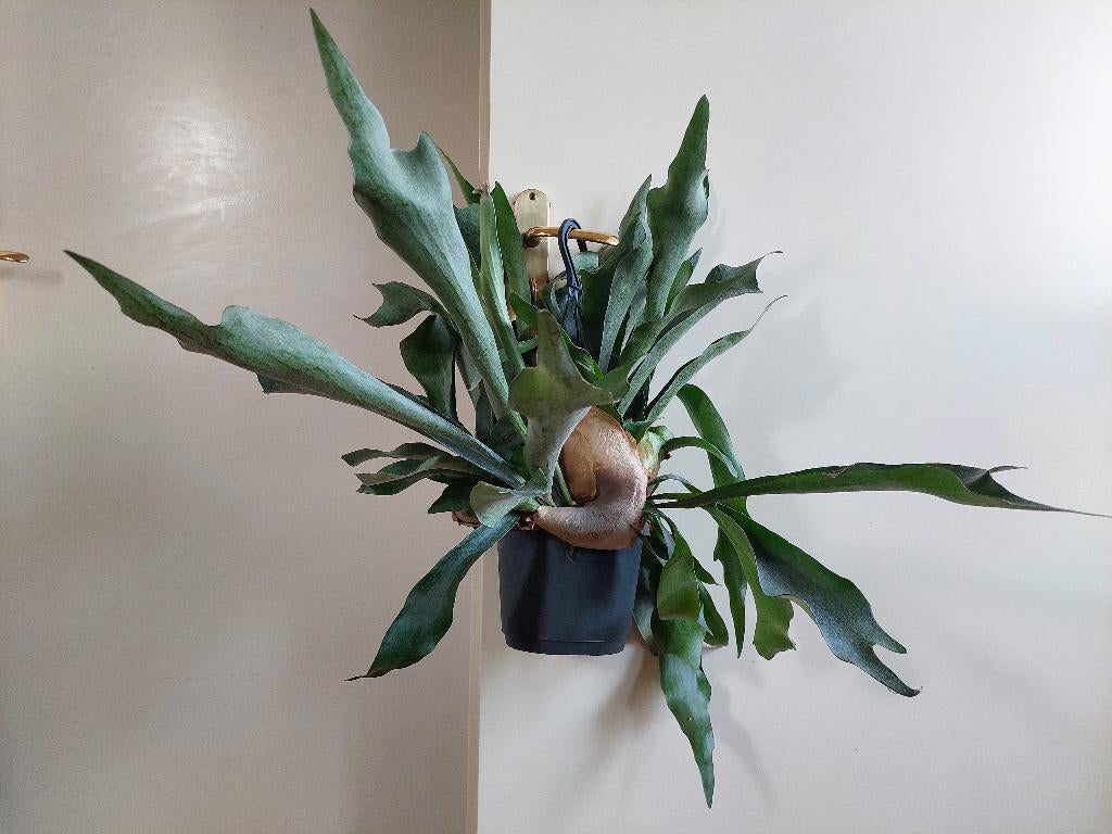 XL Platycerium Bifercatum - Hertshoornvaren / Hangplant, Ophalen, Overige soorten, Halfschaduw, Minder dan 100 cm