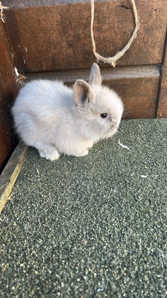 Kindvriendelijke dwergjes, leeuwenkopjes, fluffies+vosjes, Meerdere dieren, Dwerg, 0 tot 2 jaar