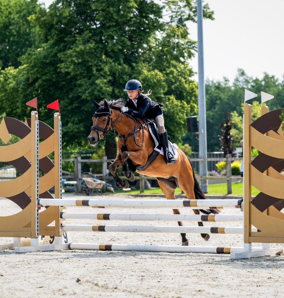 Super brave New Forest C-pony (1.36 m) met gouden karakter, Merrie, Met stamboom, M, Springpony