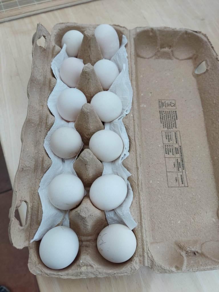 broedeitjes, Dieren en Toebehoren, Pluimvee, Geslacht onbekend, Kip