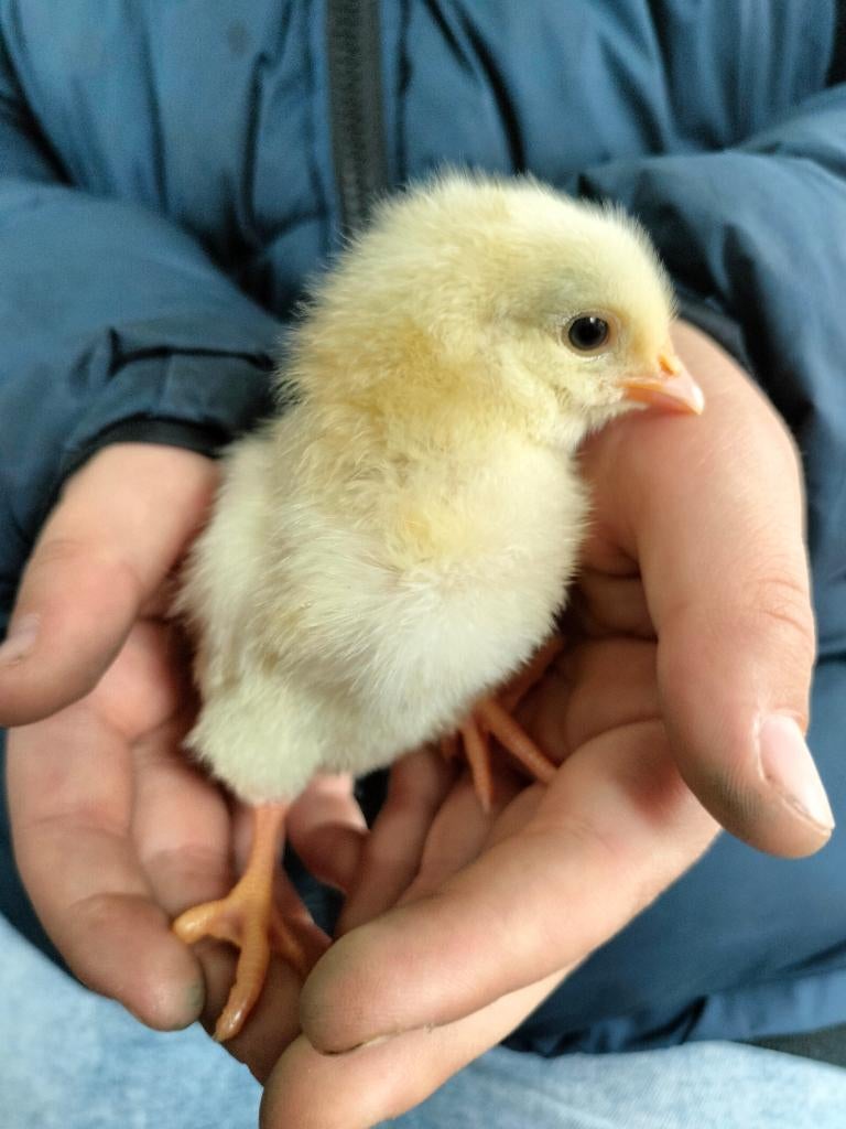 Gratis af te halen kuikens van Lohman Brown legkip hanen, Dieren en Toebehoren, Pluimvee, Kip, Mannelijk