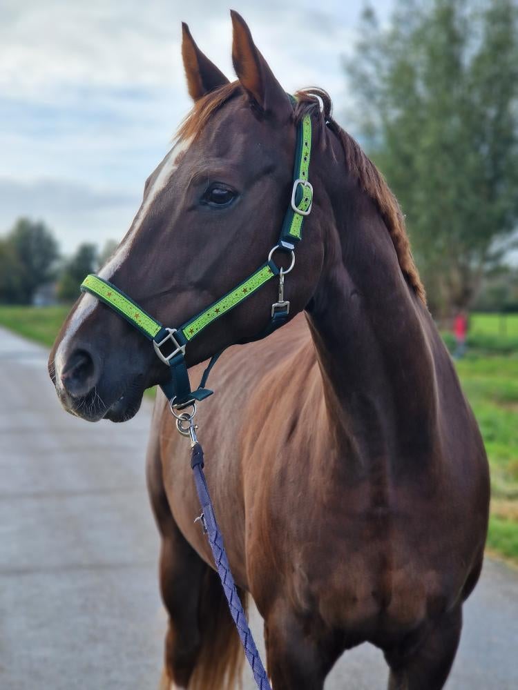 Prachtige dressuur merrie, Dieren en Toebehoren, Paarden, Merrie, Met stamboom, L, 11 jaar of ouder